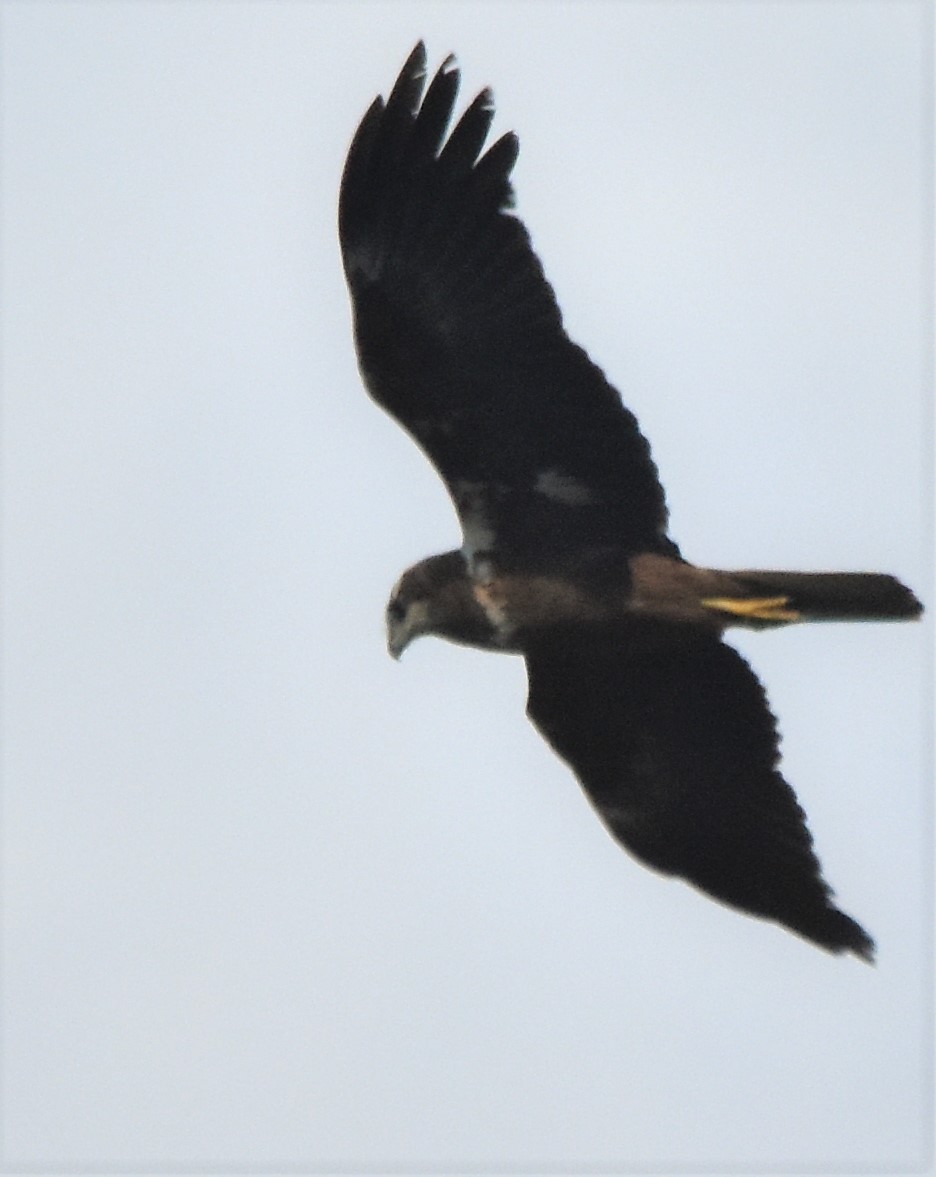 Western Marsh Harrier - Luís Santos