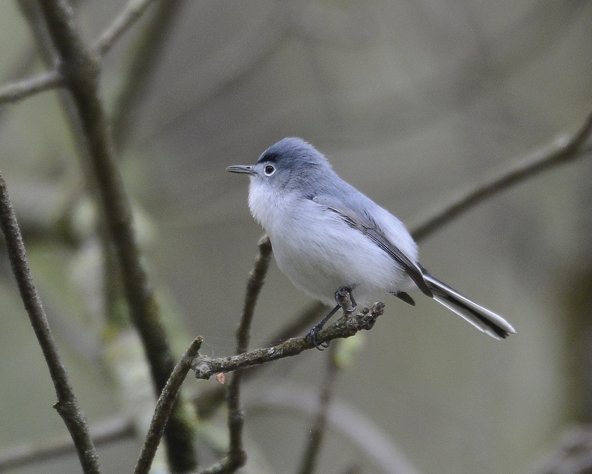 Blue-gray Gnatcatcher - ML561107971