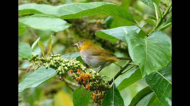 Yellow-throated Chlorospingus - ML561107981