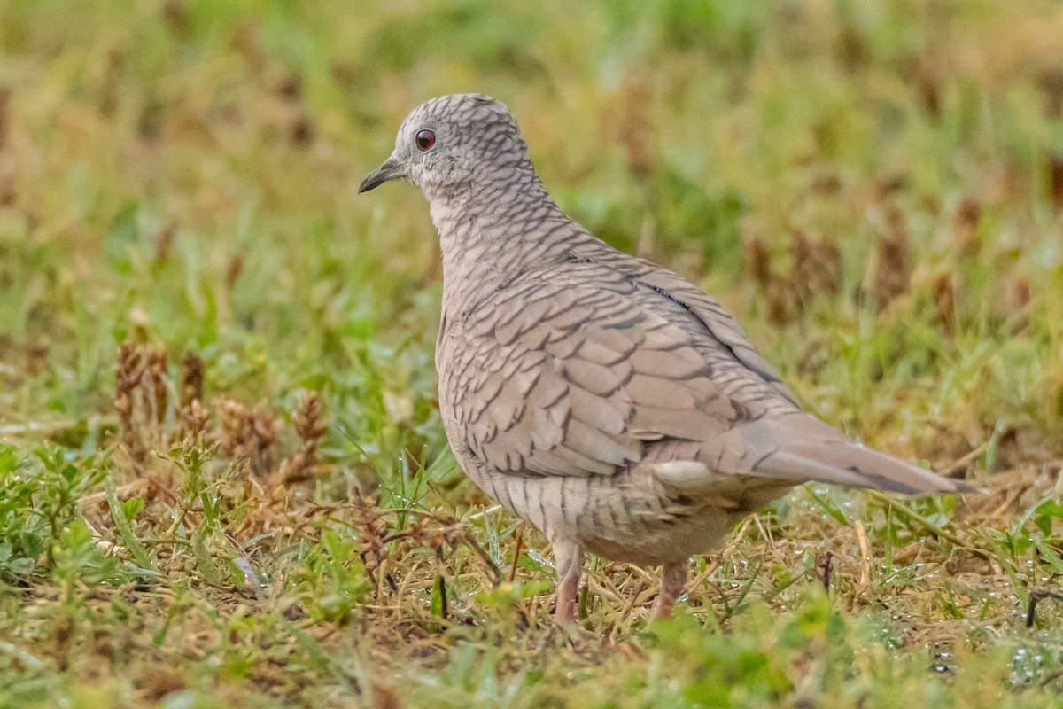 Inca Dove - ML561108131