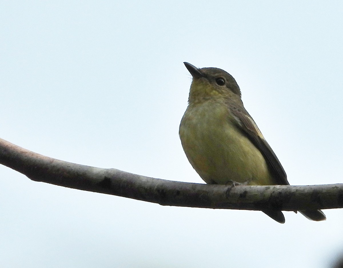 Yellow-rumped Flycatcher - ML561108631