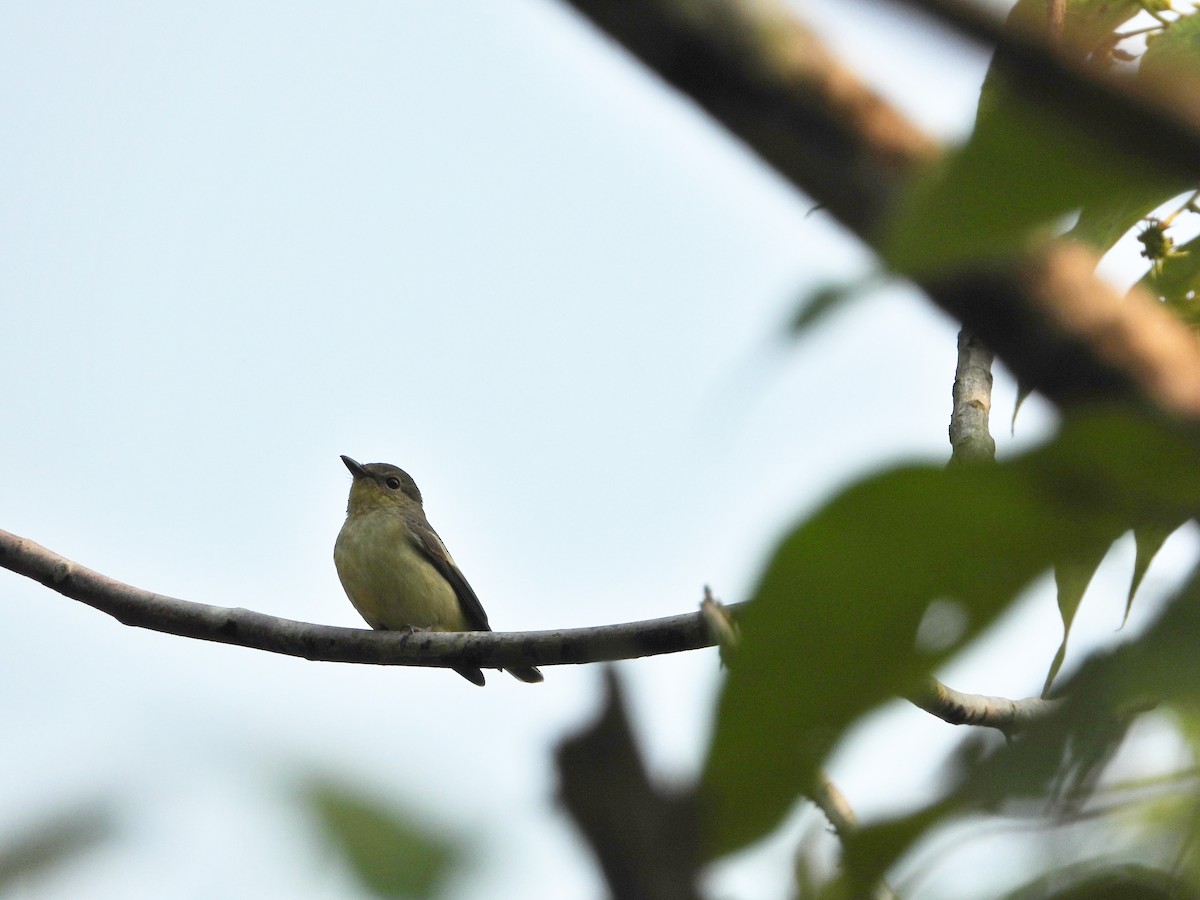 Yellow-rumped Flycatcher - ML561108641