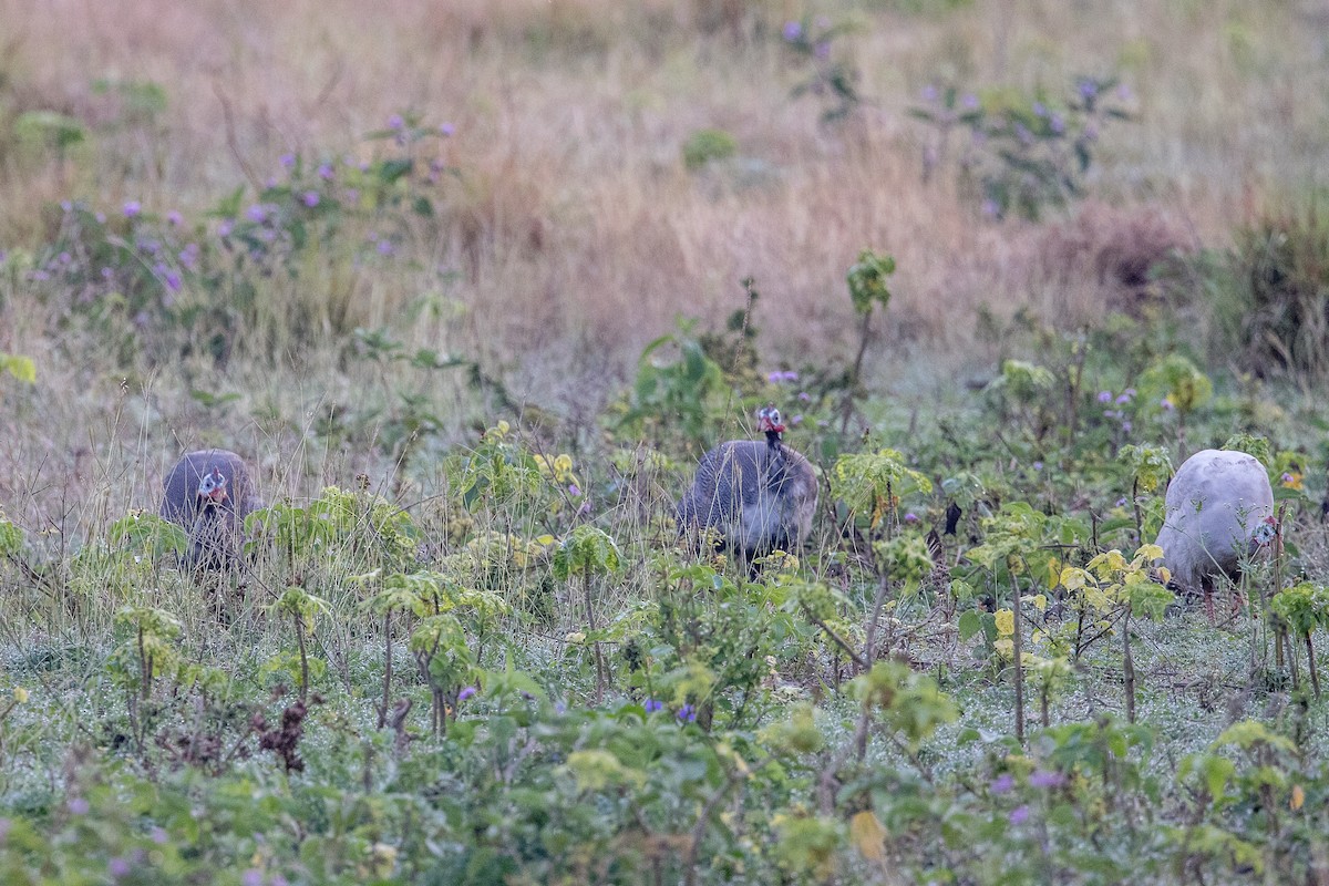 Helmeted Guineafowl (Domestic type) - ML561108891