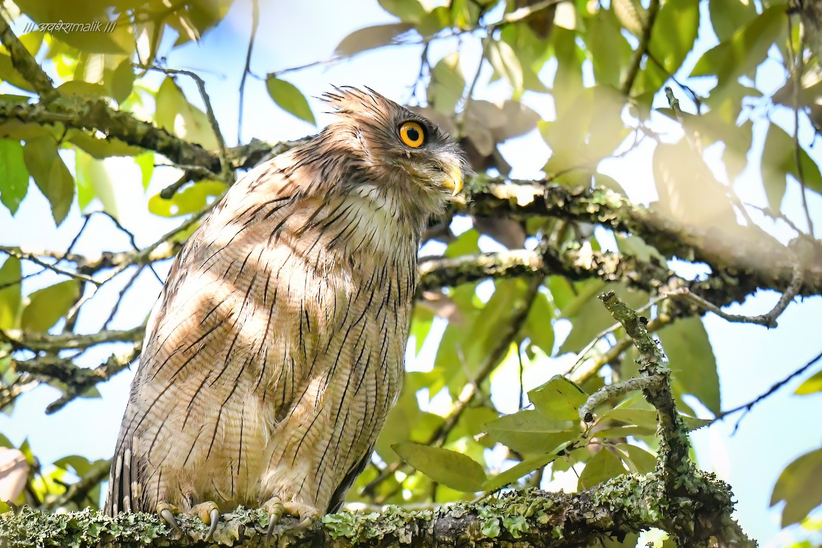 Brown Fish-Owl - ML561109071