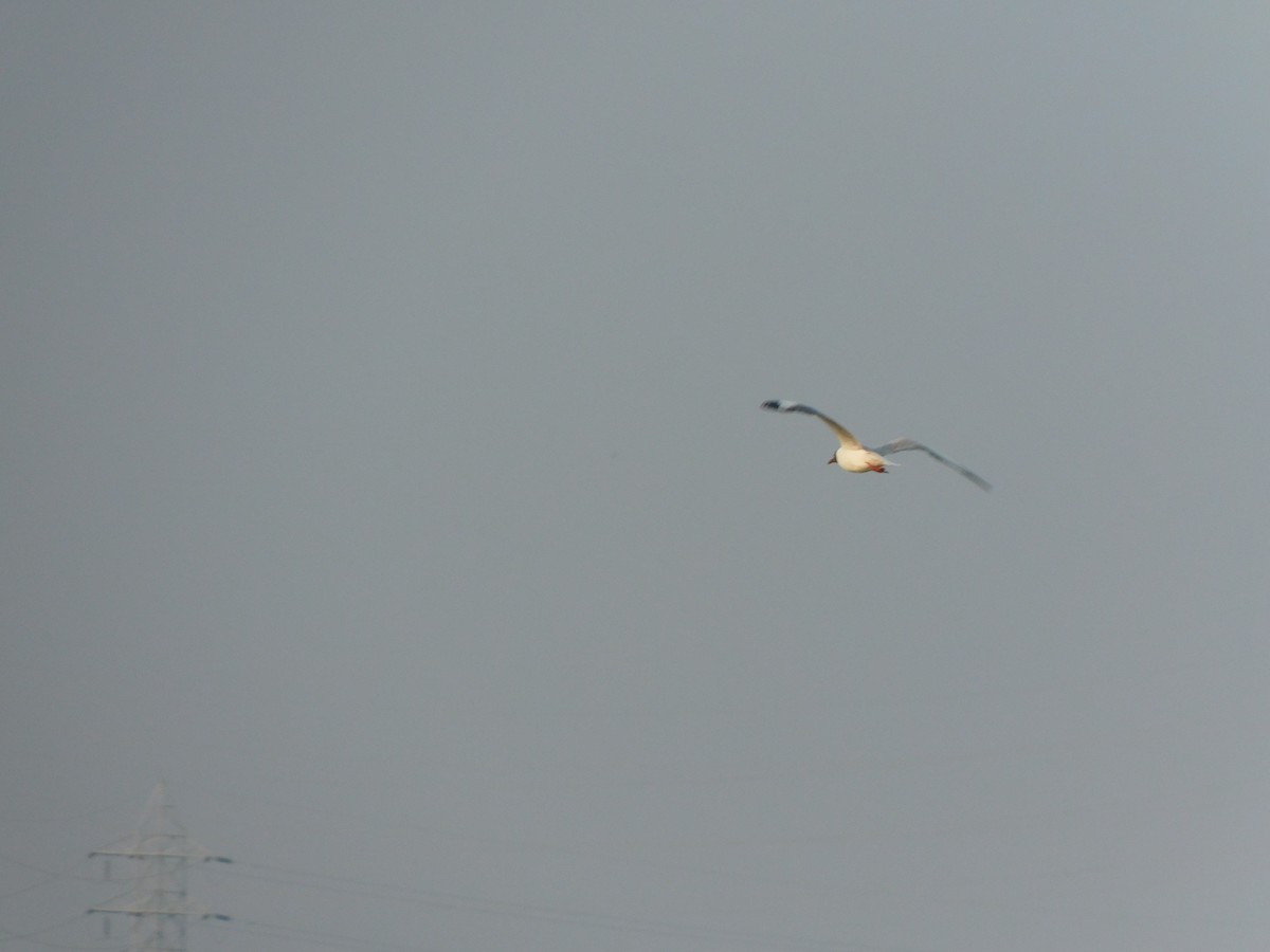 Brown-headed Gull - ML561109151