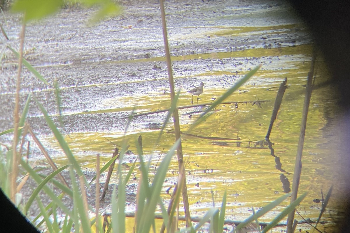 Solitary Sandpiper - Gabe LaCount