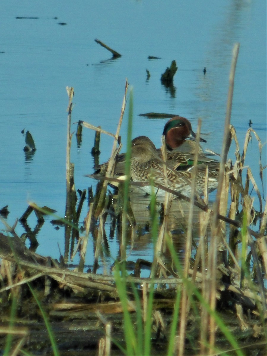Green-winged Teal - ML561109871