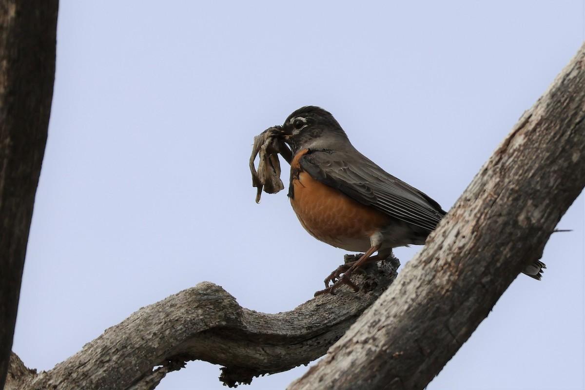 American Robin - ML561110161