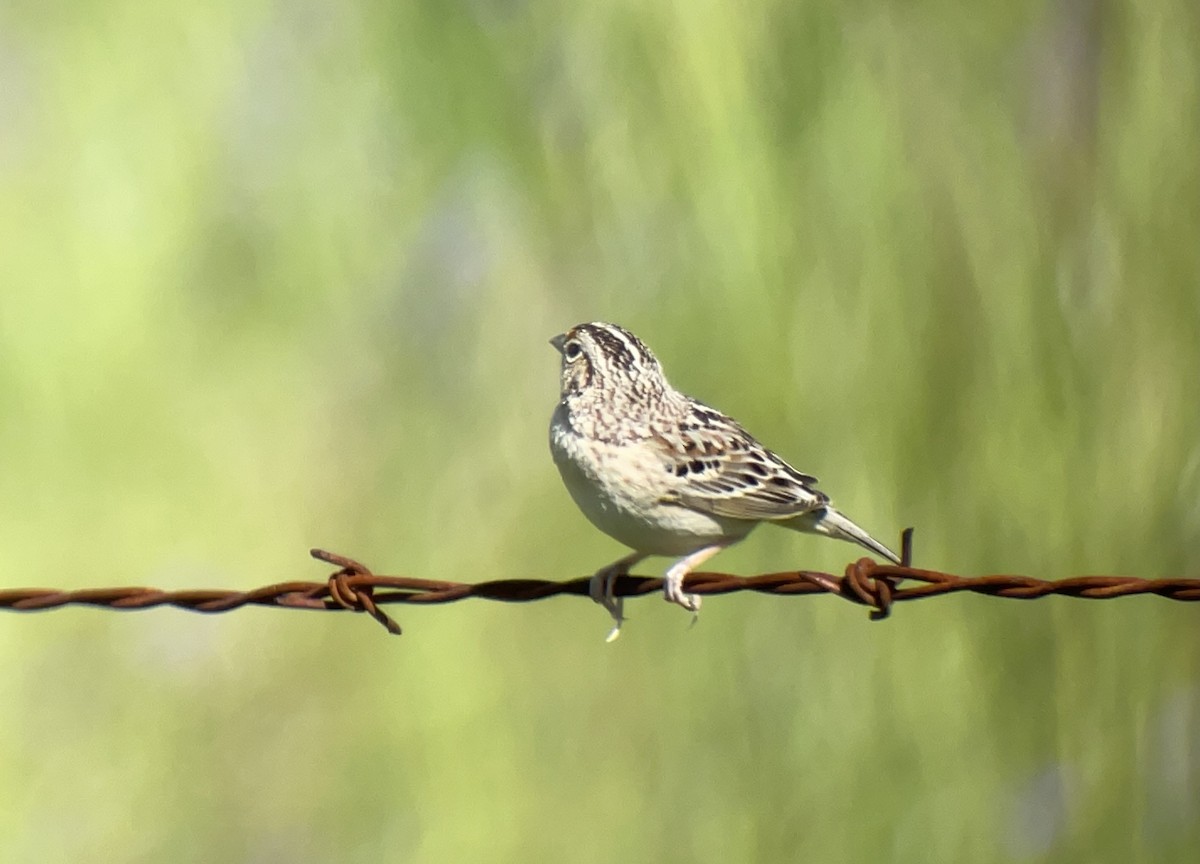 Grasshopper Sparrow - ML561110531