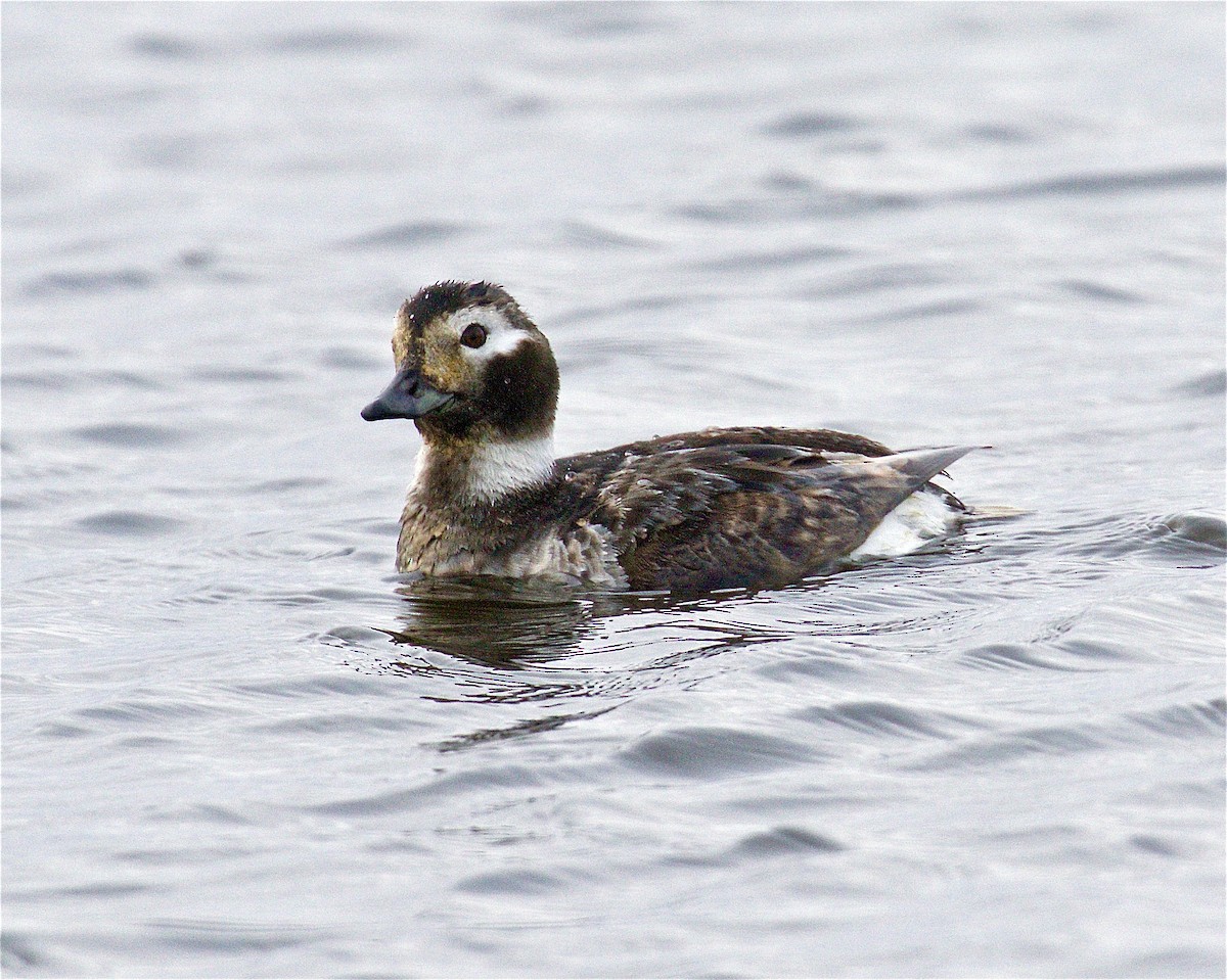 Long-tailed Duck - Jack & Holly Bartholmai