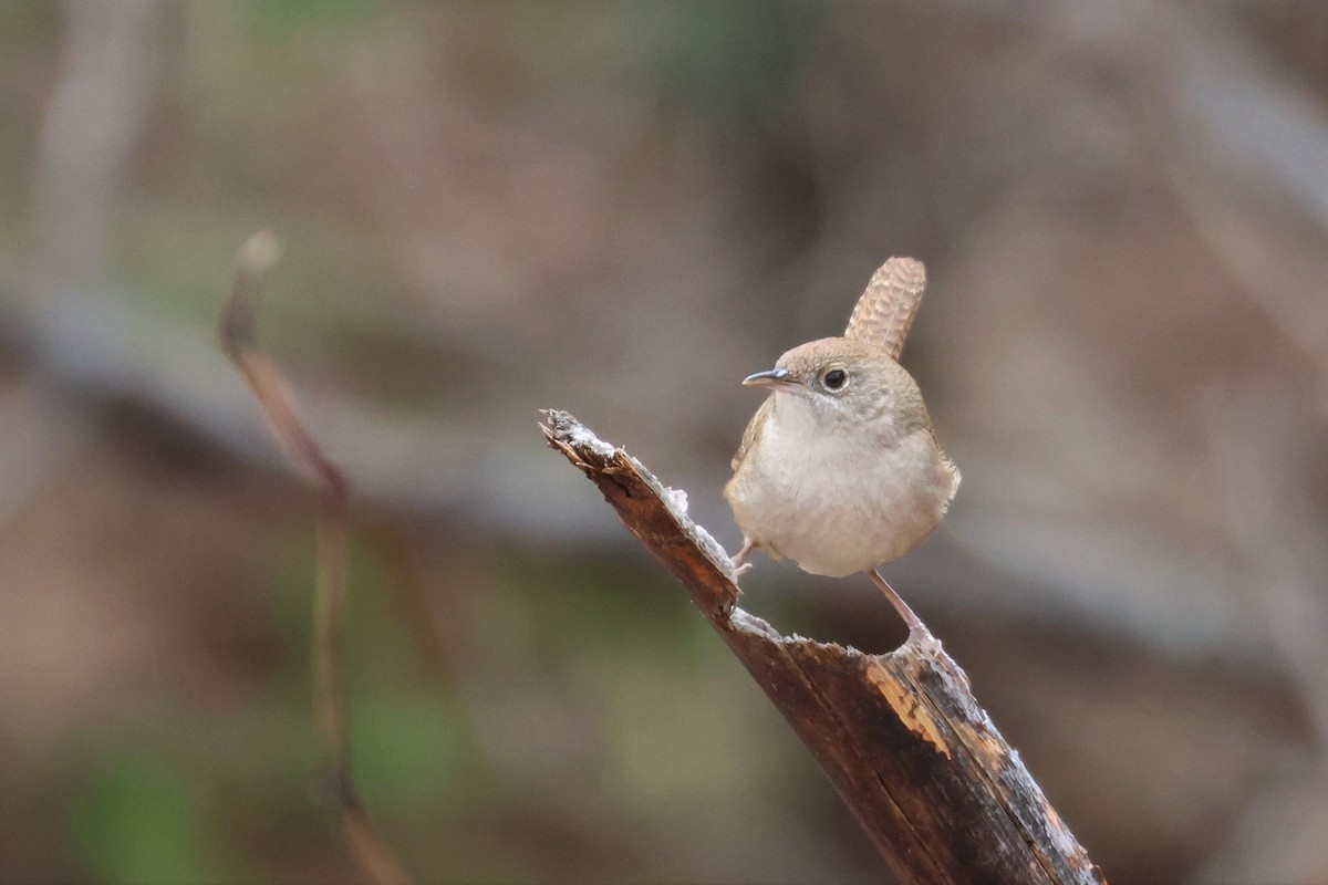 House Wren - ML561111381