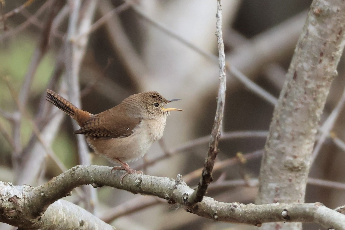 House Wren - ML561111411