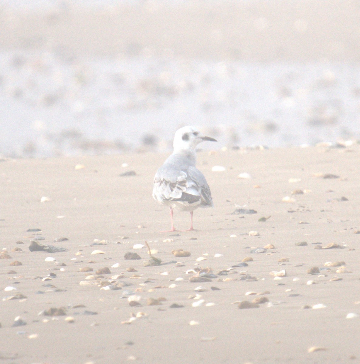 Bonaparte's Gull - ML561111661