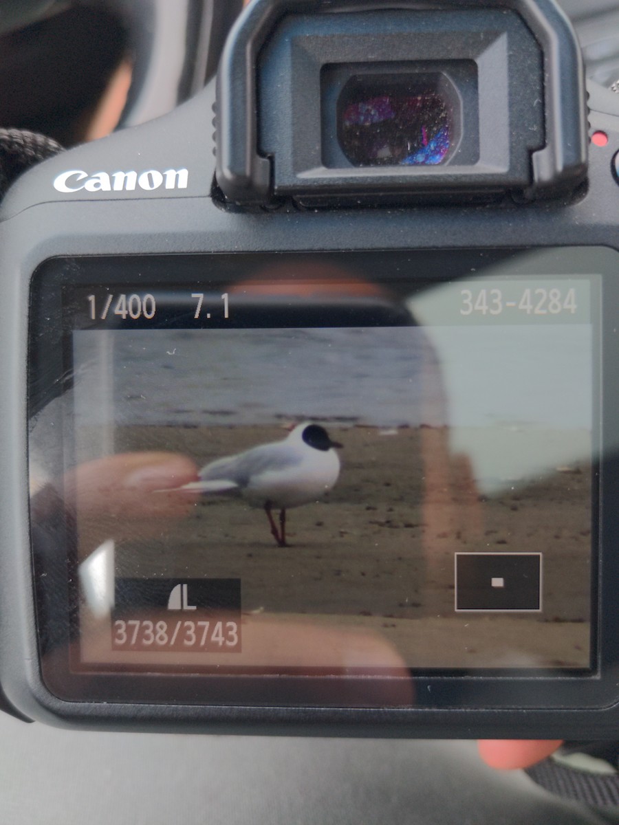 Gaviota Reidora - ML561111721