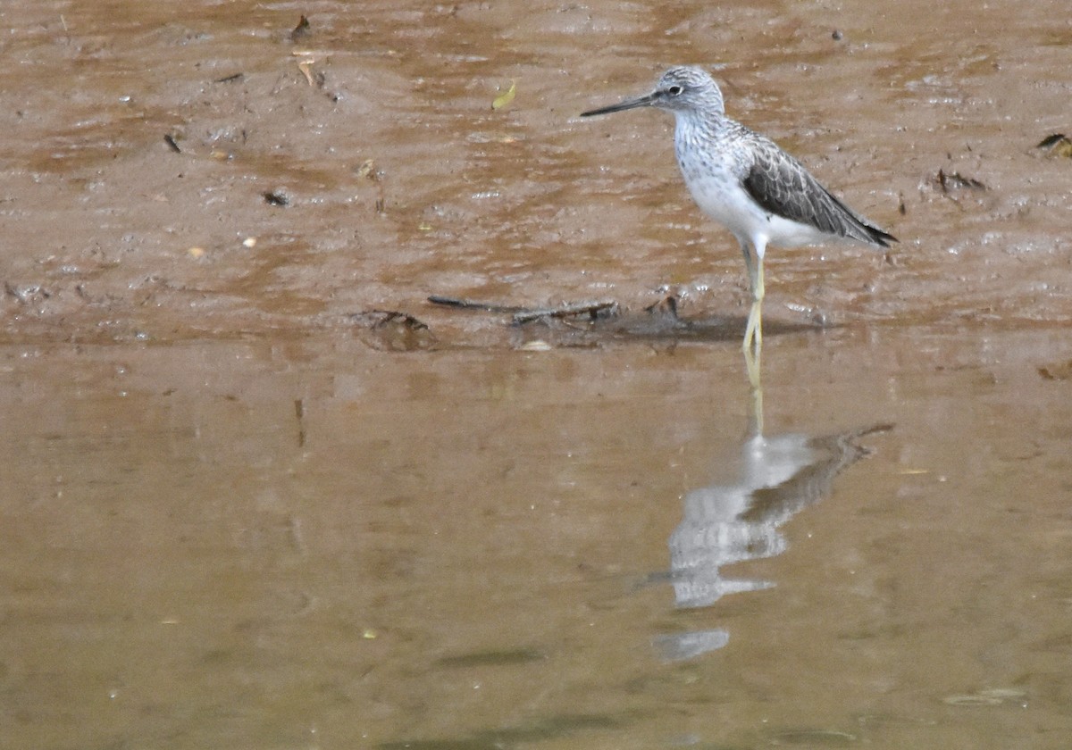 Common Greenshank - ML561112011