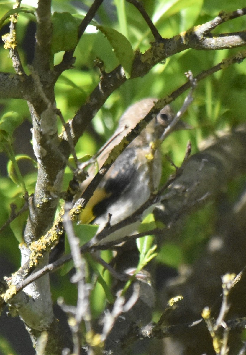 European Goldfinch - Luís Santos