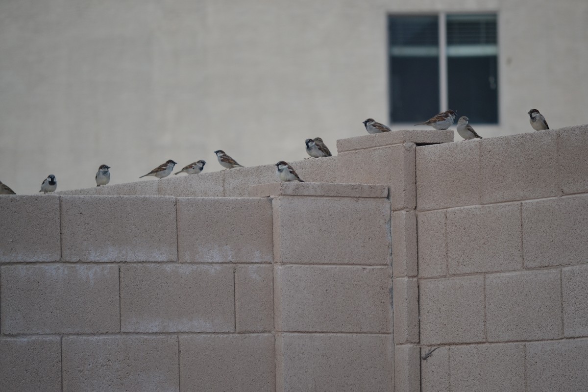 House Sparrow - ML56111261