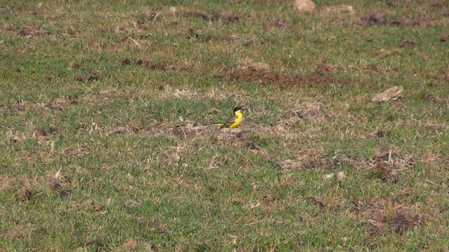 Western Yellow Wagtail (feldegg) - ML561112781