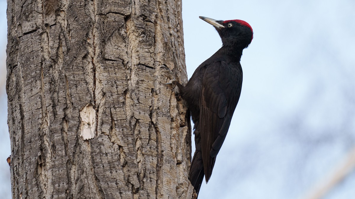Black Woodpecker - Zongzhuang Liu