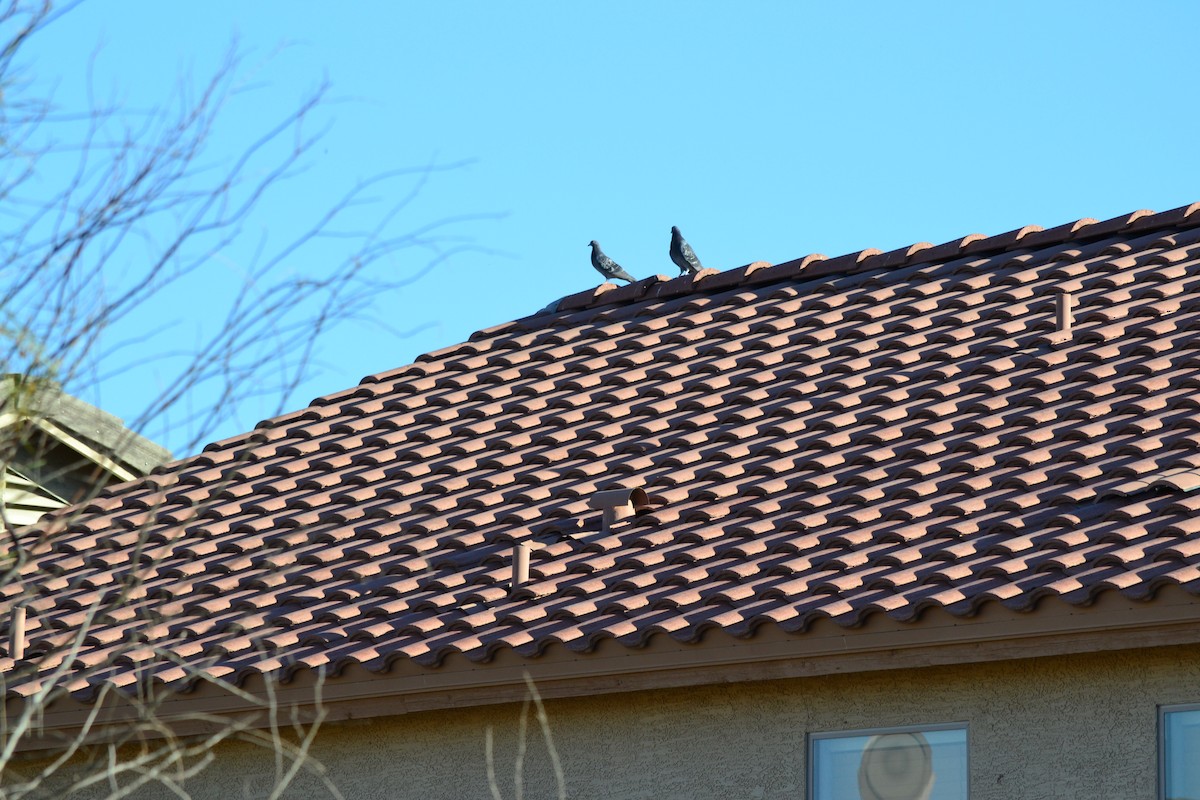 Rock Pigeon (Feral Pigeon) - ML56111351