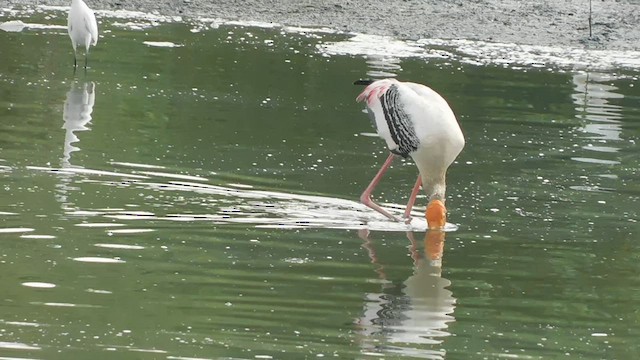 Painted Stork - ML561113781