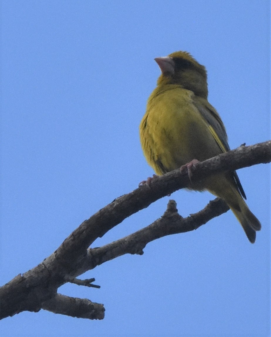 European Greenfinch - ML561113851