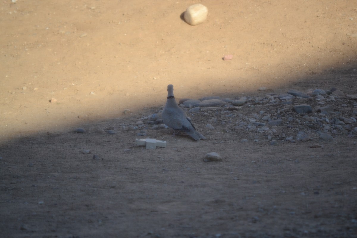 Eurasian Collared-Dove - ML56111441