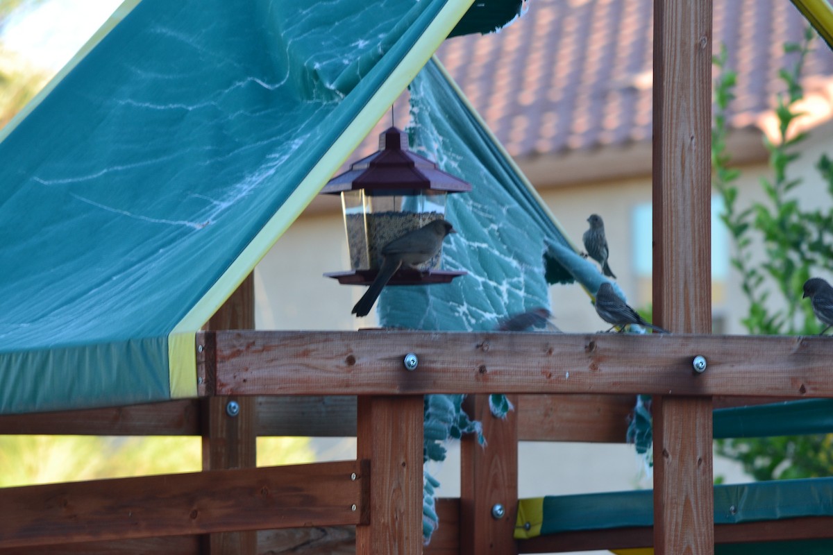 Abert's Towhee - ML56111461