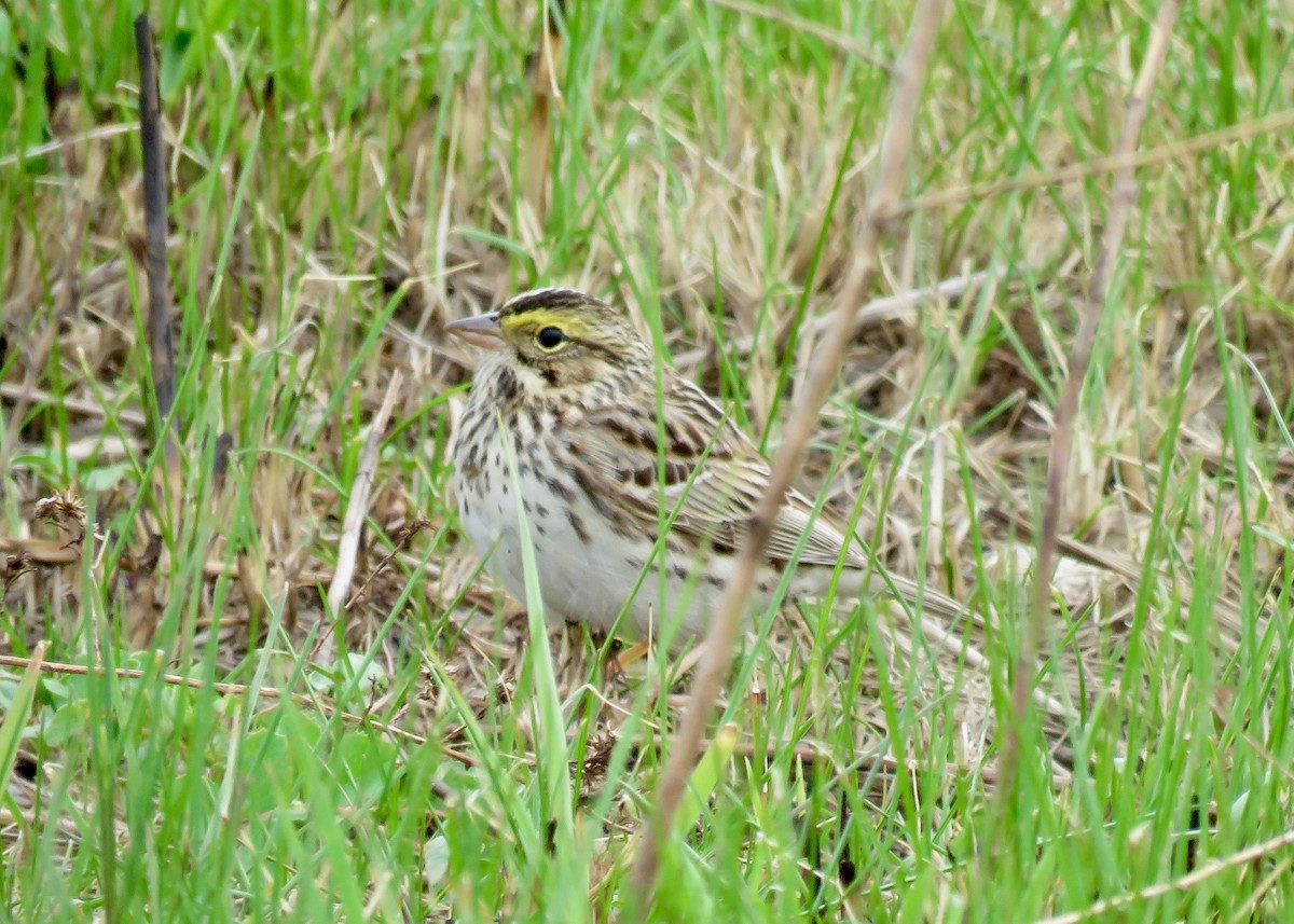 Savannah Sparrow - ML561114721