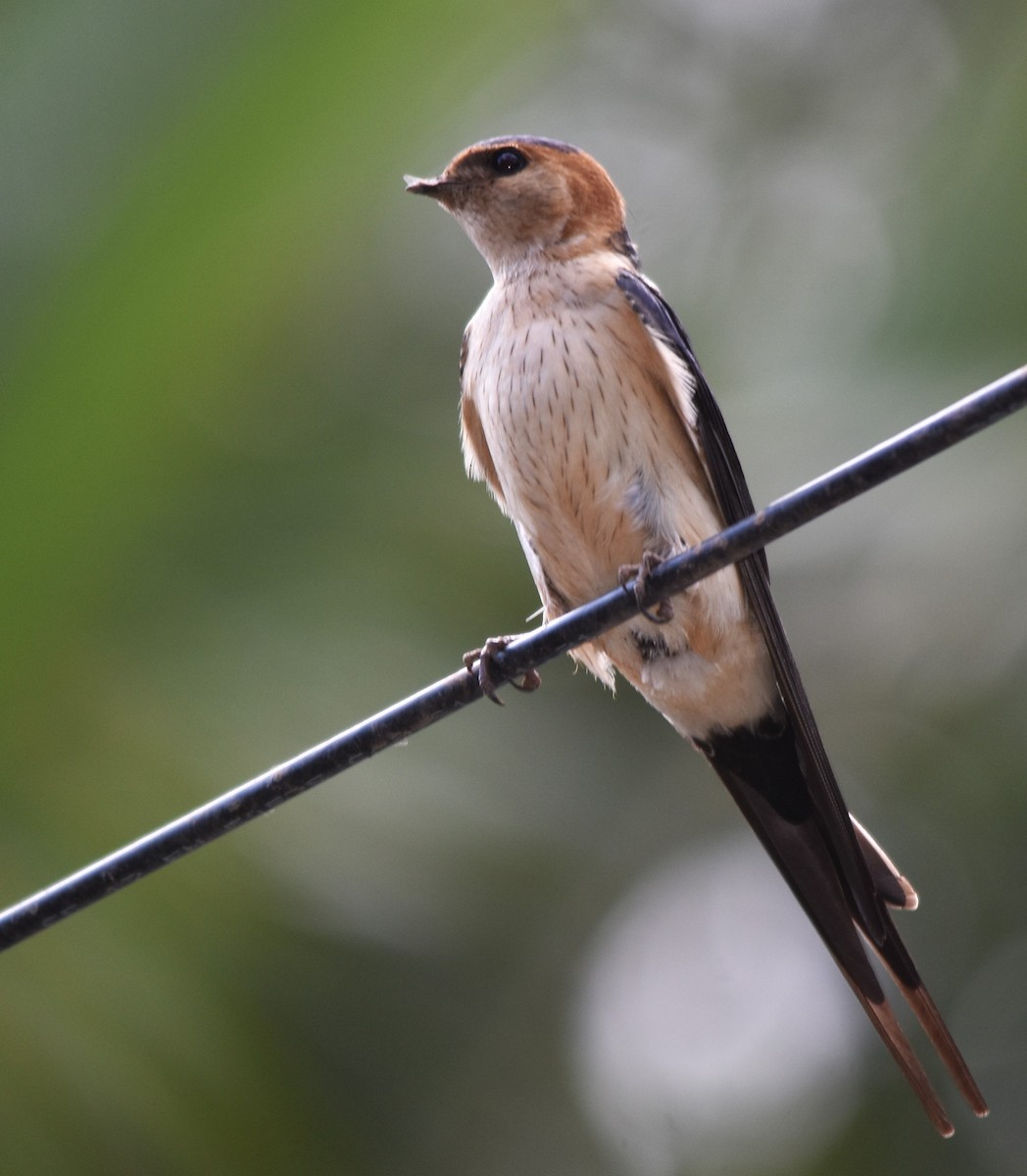 Red-rumped Swallow - Luís Santos