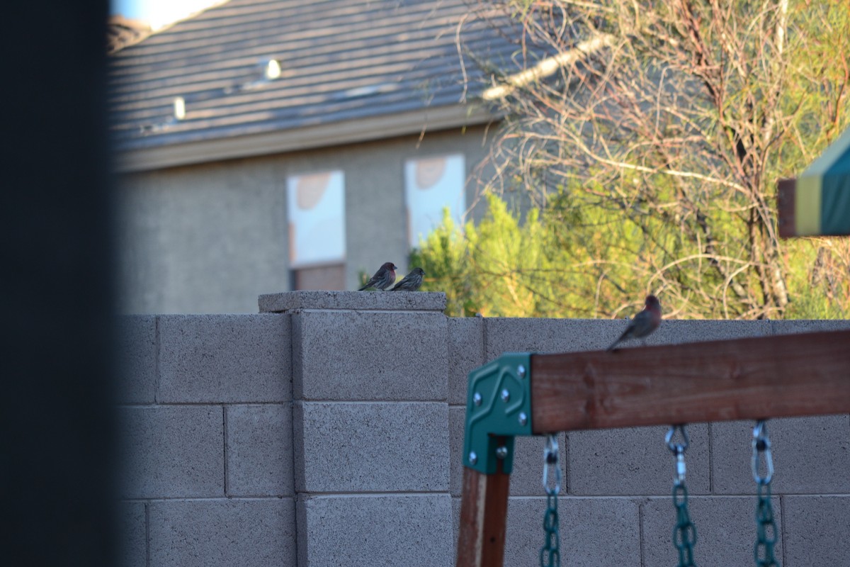 House Finch - ML56111491