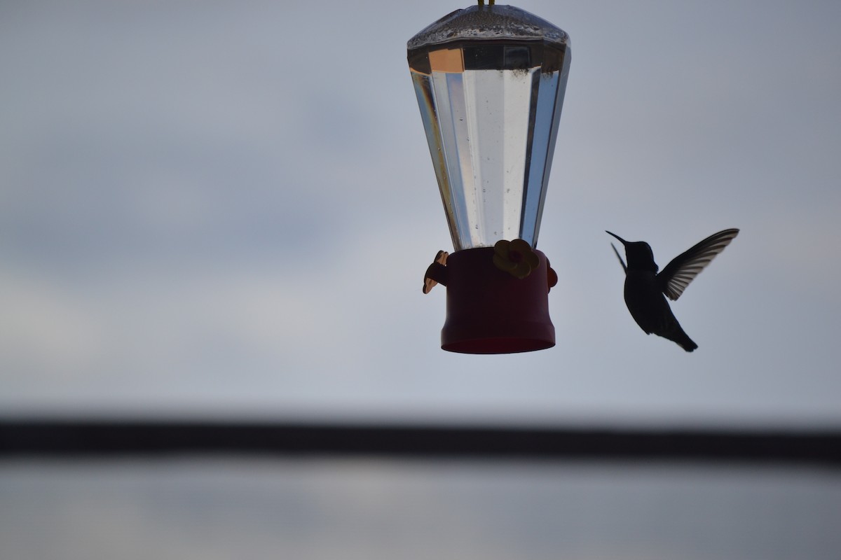 Anna's Hummingbird - ML56111551