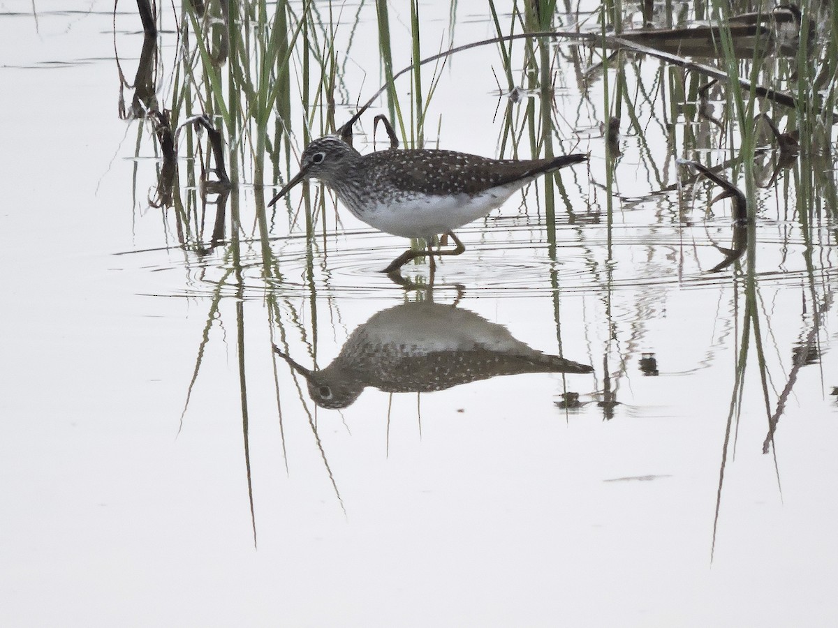 Solitary Sandpiper - ML56111591