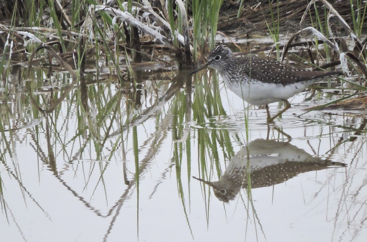 Solitary Sandpiper - ML56111631