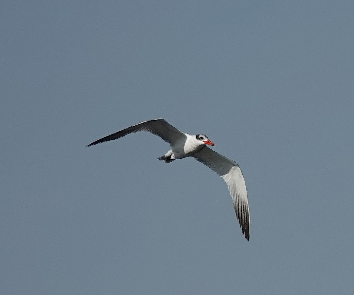 Caspian Tern - ML561116531