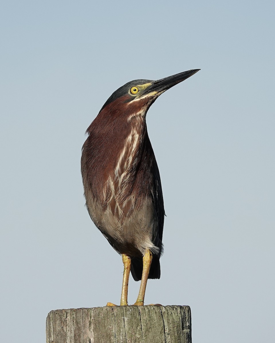 Green Heron - ML561116951