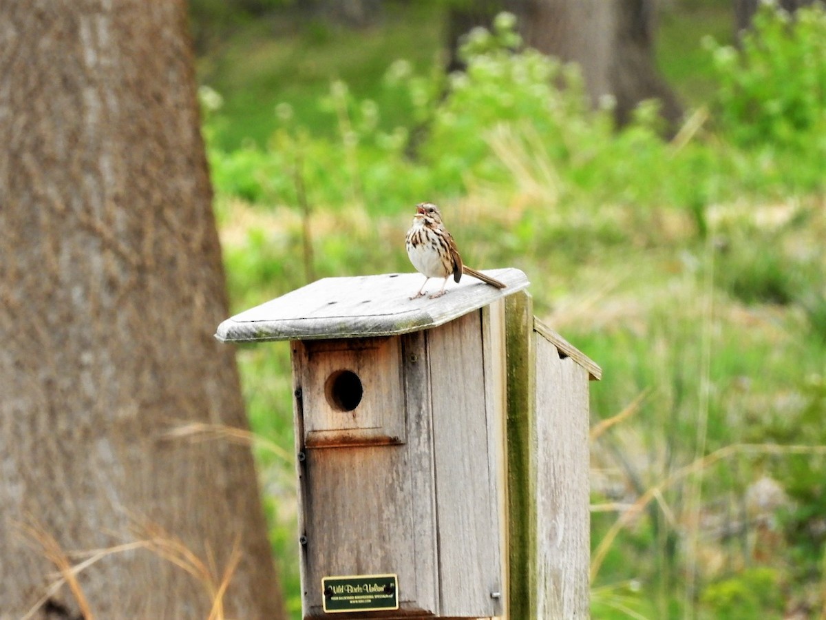 Song Sparrow - ML561117031