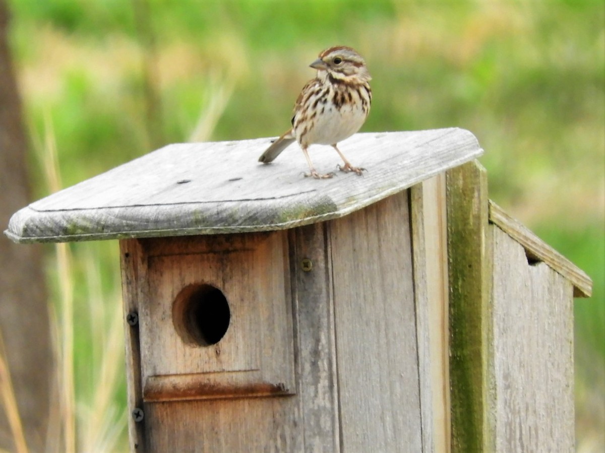 Song Sparrow - ML561117041