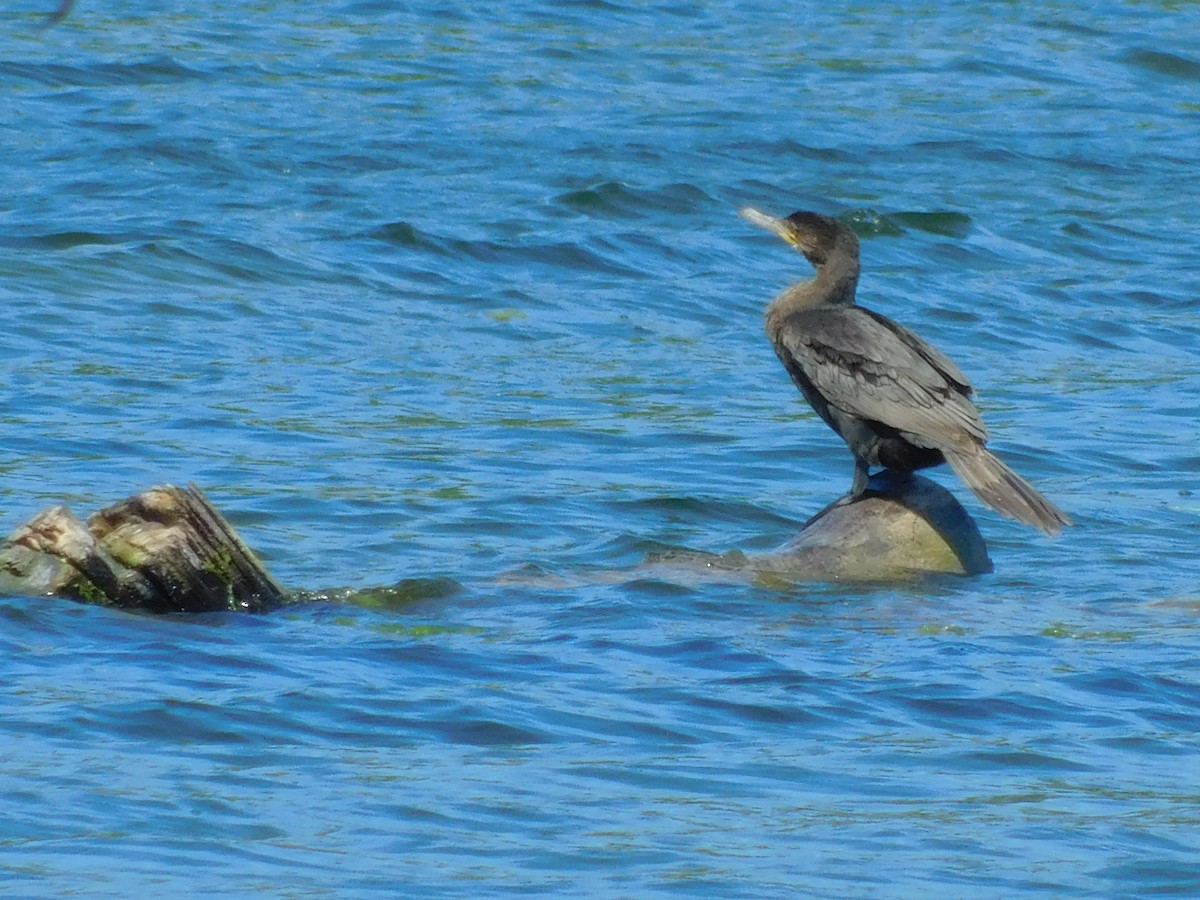 Double-crested Cormorant - ML56111761