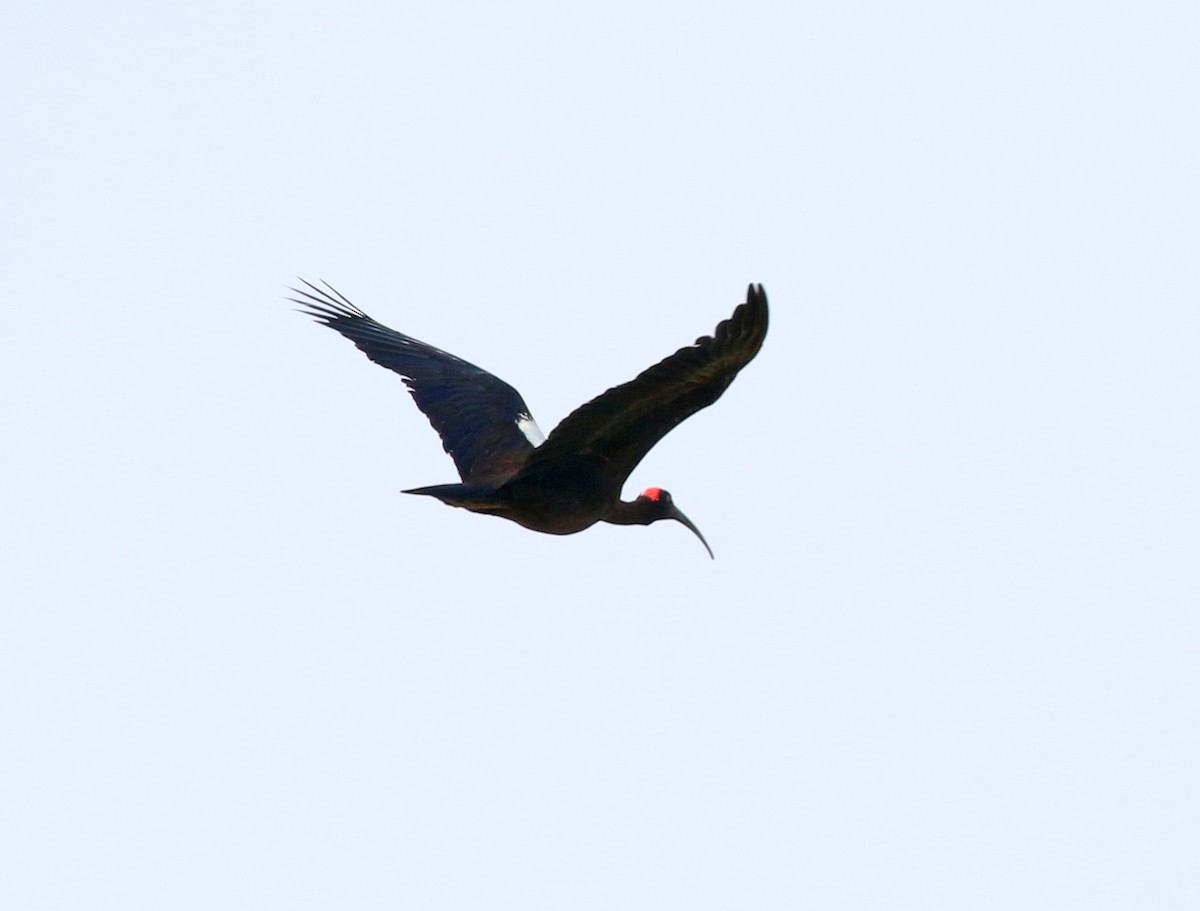Red-naped Ibis - Iroshan Rupasinghe