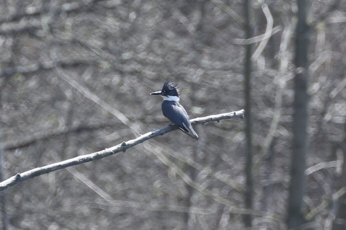 Belted Kingfisher - ML561118461
