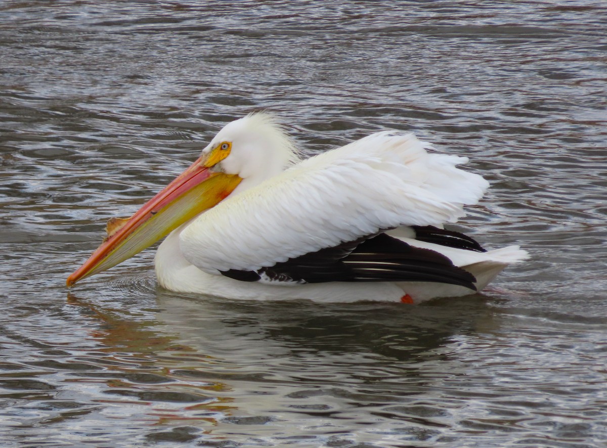 pelikán severoamerický - ML561120441