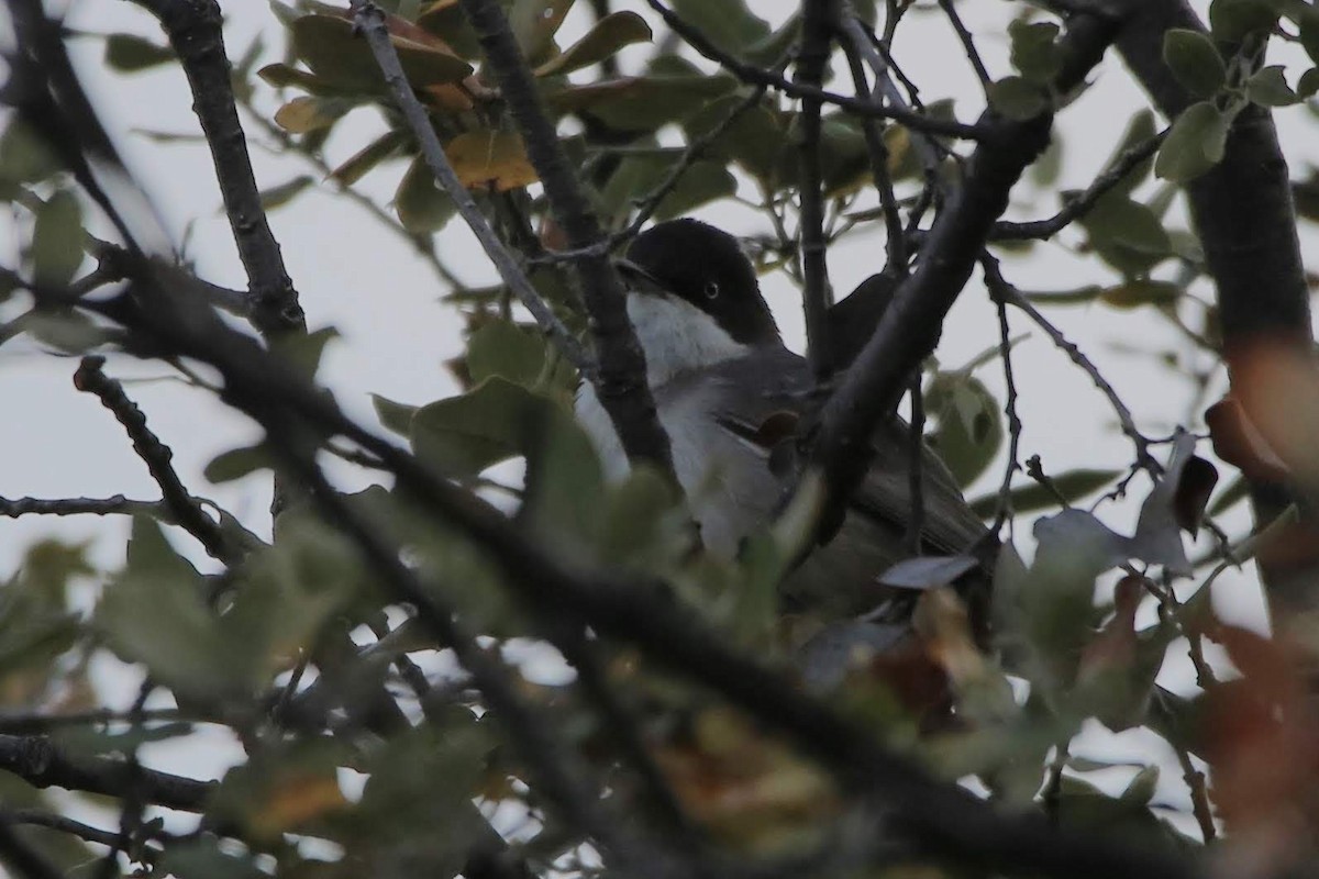 Western Orphean Warbler - ML561121801