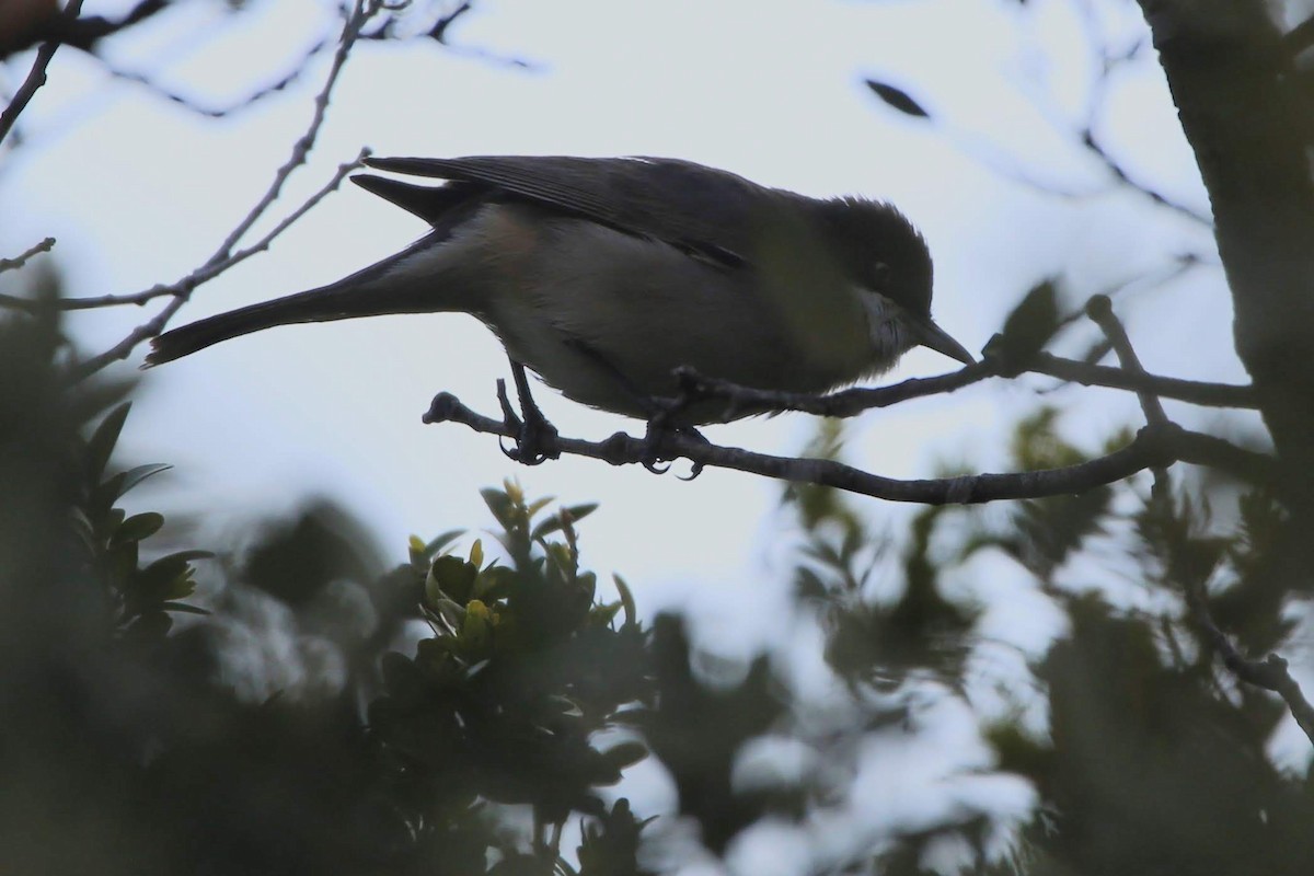 Western Orphean Warbler - ML561121811