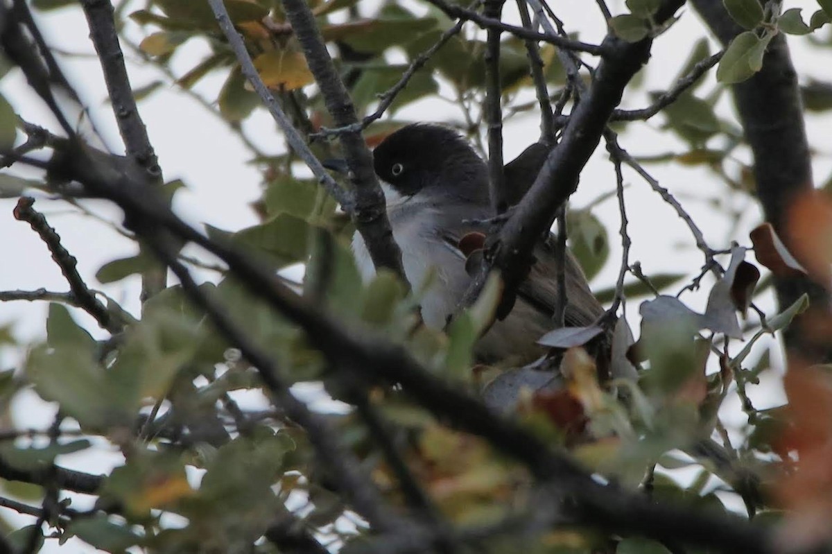 Western Orphean Warbler - ML561121821