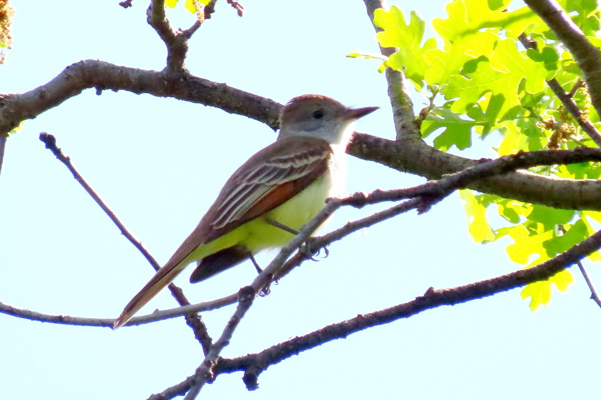 Ash-throated Flycatcher - ML561122291