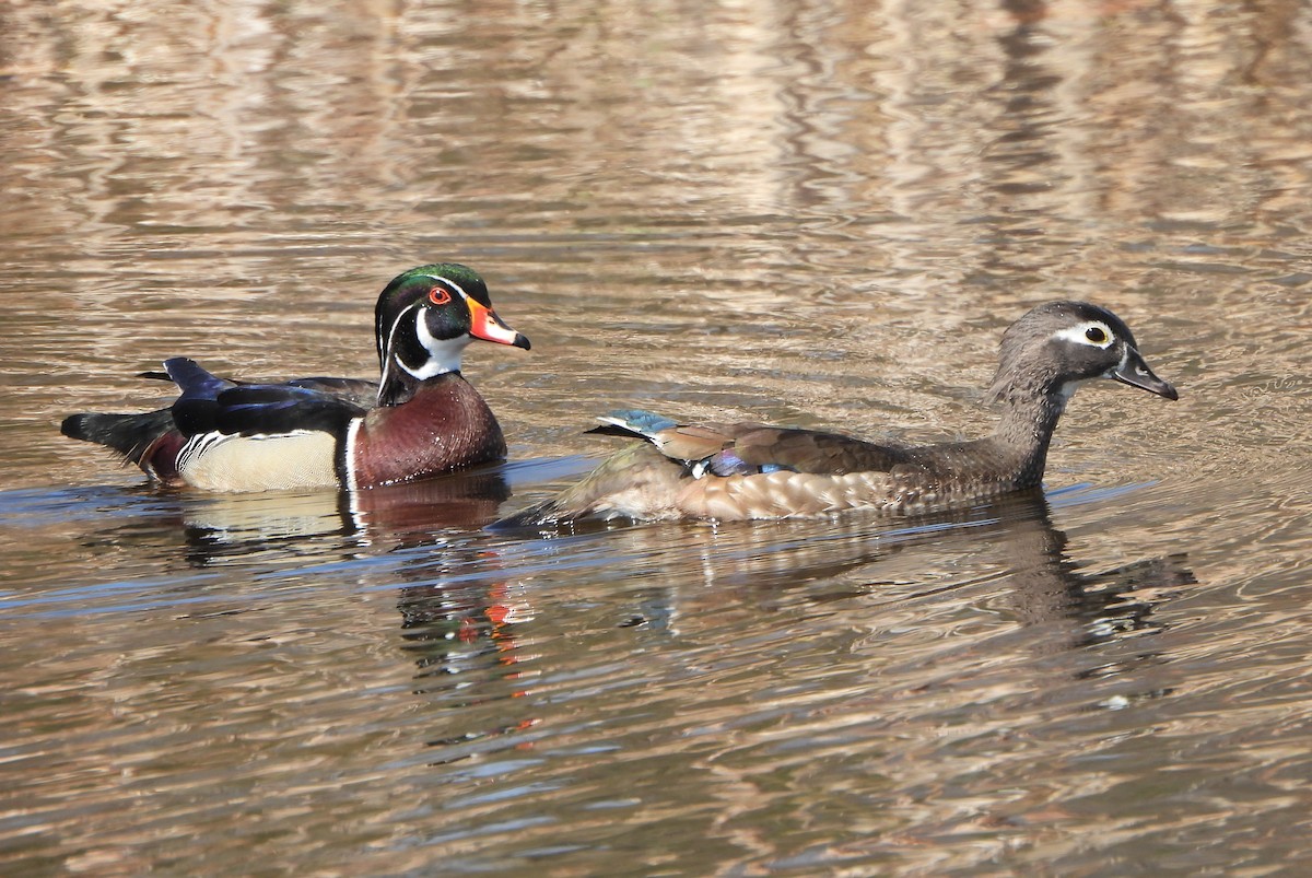 Wood Duck - ML561122321