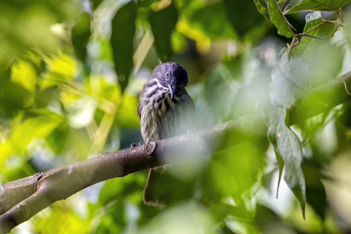 Bold-striped Tit-Babbler - Su Li