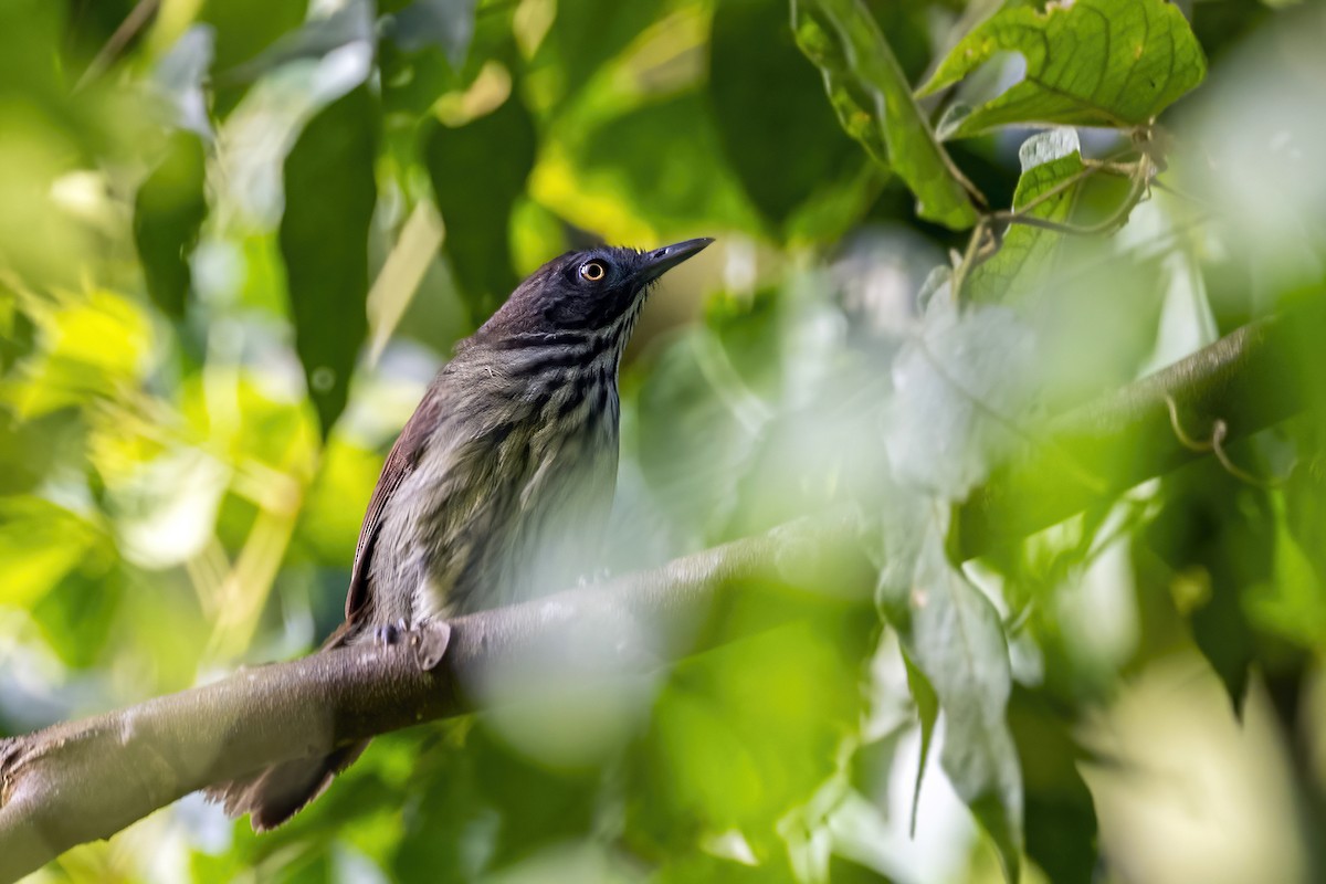 Bold-striped Tit-Babbler - ML561122401