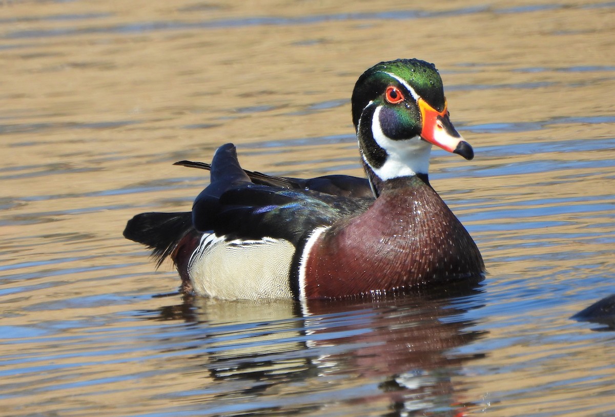 Wood Duck - ML561122631